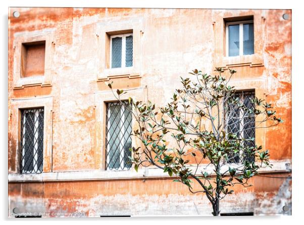 Olive Tree Growing In A Square, Rome, Italy Acrylic by Peter Greenway