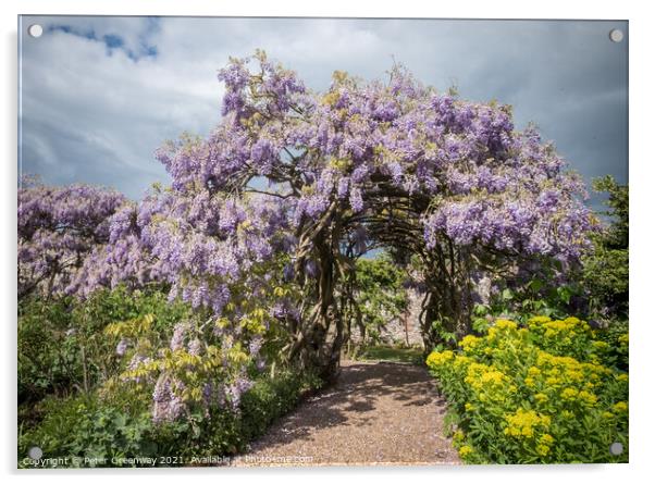 Ancient 125 Year Old Wisteria In The Gardens At Gr Acrylic by Peter Greenway