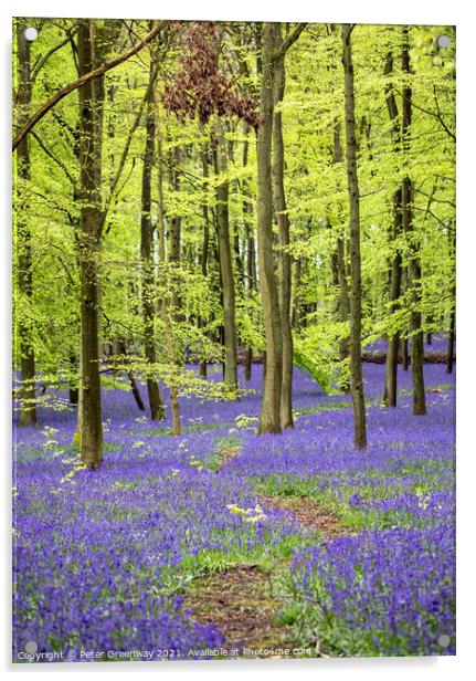 Bluebell Woods - Dockey Wood Ashridge Estate Acrylic by Peter Greenway