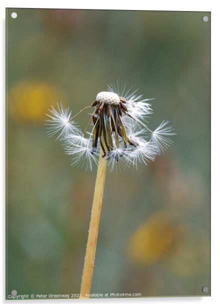 Partly Seeded Dandelion Head ( Taraxacum ) Acrylic by Peter Greenway