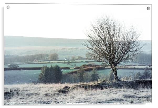 Lone Tree On Dartmoor Backdropped By Grazing Sheep & Tors Acrylic by Peter Greenway