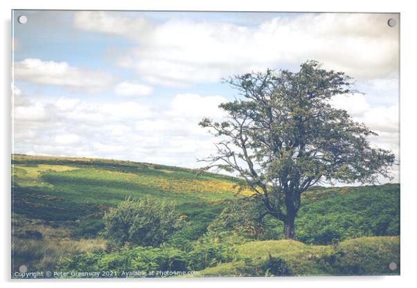 Lone Tree In Summer Overlooking Dartmoor, Devon  Acrylic by Peter Greenway