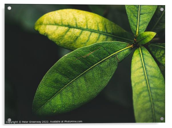 Green Botanic Leaves At Kew Gardens, Richmond    Acrylic by Peter Greenway