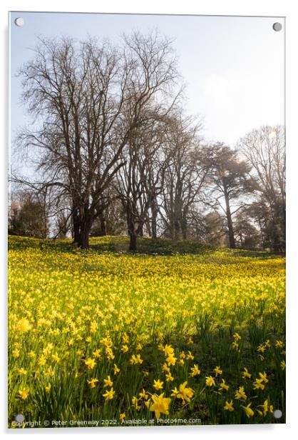 A Sea Of Daffodils In Full Bloom In 'Daffodil Valley' At Waddesd Acrylic by Peter Greenway