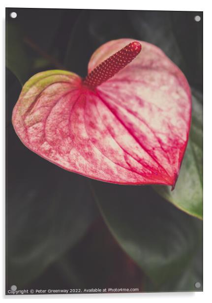Pink Anthurium At Kew Gardens, Richmond Acrylic by Peter Greenway