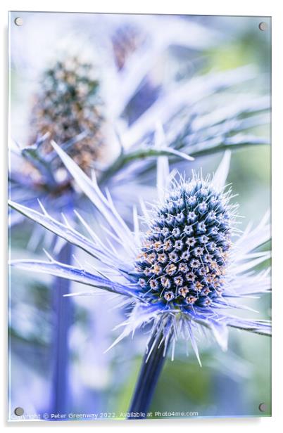 Eryngium Thistle ( 'Big Blue' ) Acrylic by Peter Greenway