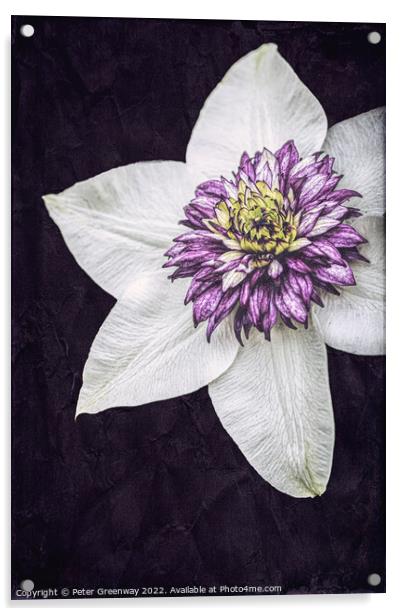 Purple Clematis Flower Acrylic by Peter Greenway