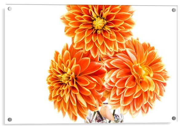 Three Orange Dahlias In A Vase At A Village Flower Show Acrylic by Peter Greenway