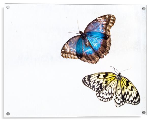 'Blue Morpho' & 'Tree Nymph' Butterflies In Blenheim Palace Butt Acrylic by Peter Greenway