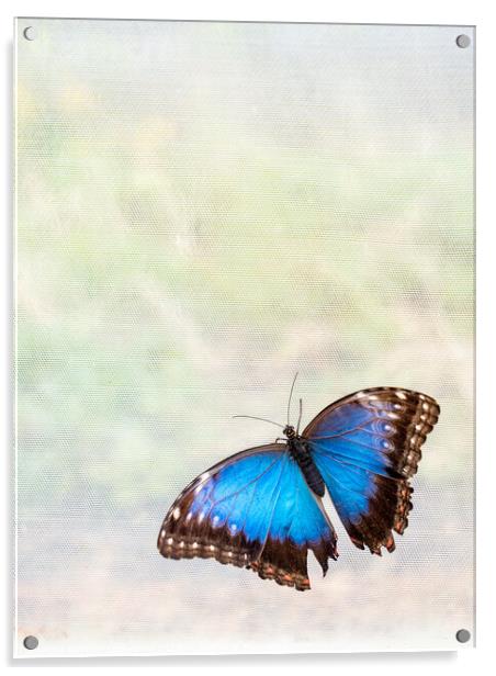 'Blue Morpho' Butterfly In Blenheim Palace Butterfly House Acrylic by Peter Greenway