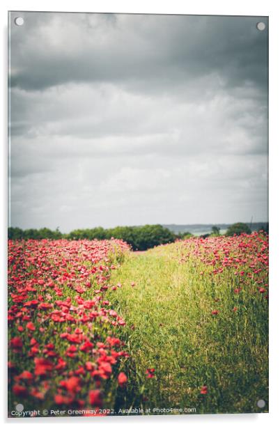 Grass Track Through Poppy Fields Acrylic by Peter Greenway