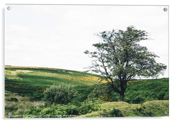 Lone Tree On Dartmoor, Devon Acrylic by Peter Greenway