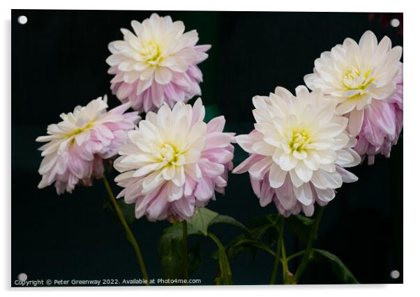 Dahlia Flowers At The RHS Wisley Flower Show  Acrylic by Peter Greenway