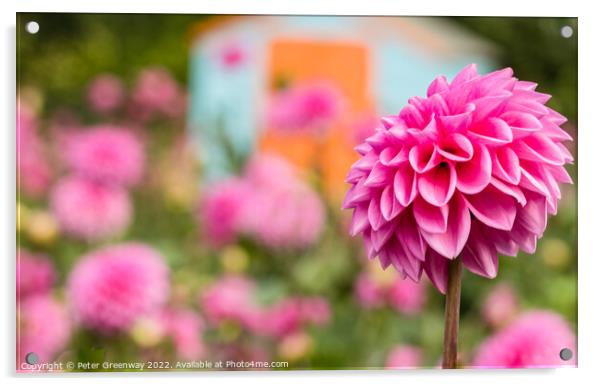 Seasonal Purple/Pink Pom-Pom Dahlias In Full Bloom Acrylic by Peter Greenway