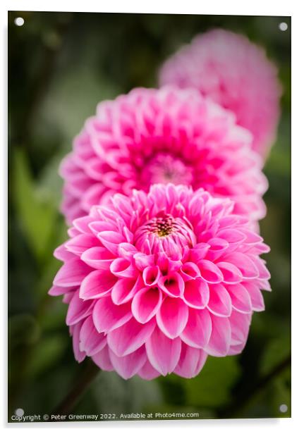 Seasonal Purple/Pink Pom-Pom Dahlias In Full Bloom Acrylic by Peter Greenway