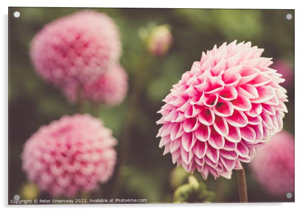 Seasonal Purple/Pink Pom-Pom Dahlias In Full Bloom Acrylic by Peter Greenway