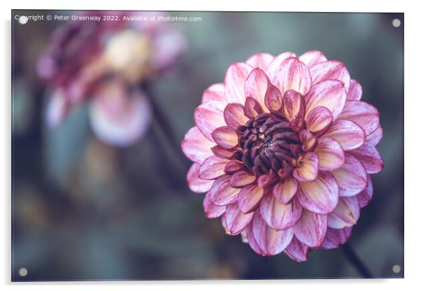 Seasonal Purple/Pink Pom-Pom Dahlias In Full Bloom Acrylic by Peter Greenway