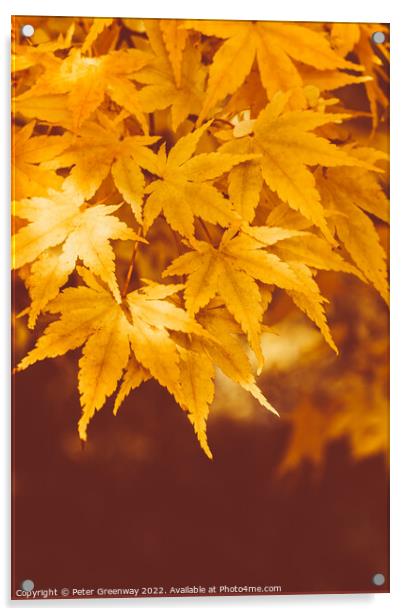 Autumnal Maple Leaves On The Trees At Batsford Arboretum Acrylic by Peter Greenway