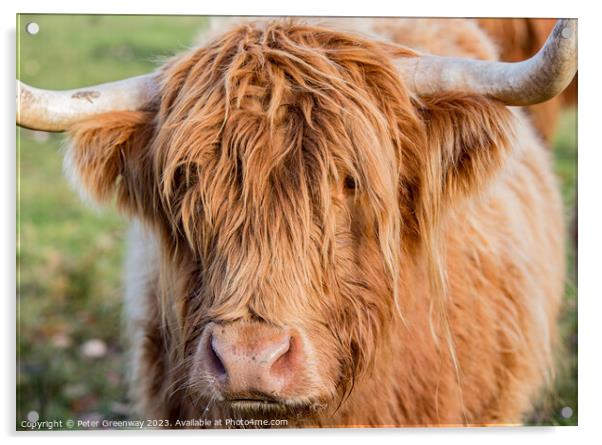 Highland Cow Acrylic by Peter Greenway