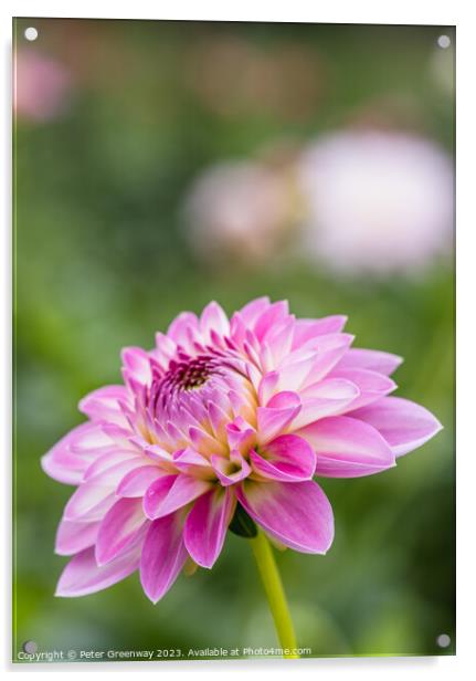 Colourful Purple Dahlias In Full Bloom Acrylic by Peter Greenway