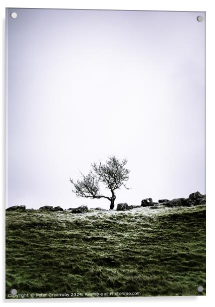 Lone Tree In The Countryside Around Malham Dale In The Yorkshire Acrylic by Peter Greenway