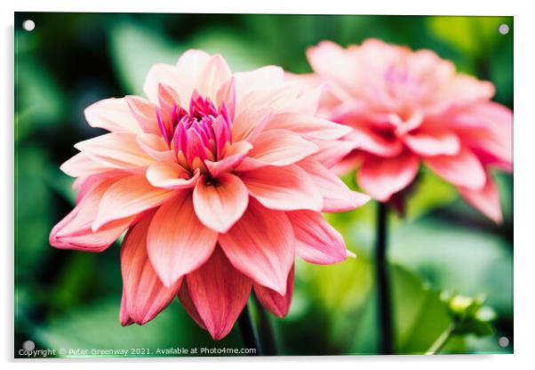 Shaggy Pink Dahlias Acrylic by Peter Greenway