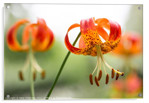 Tiger Lilies Acrylic by Peter Greenway