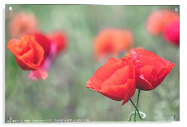 Cotswolds Poppies Acrylic by Peter Greenway