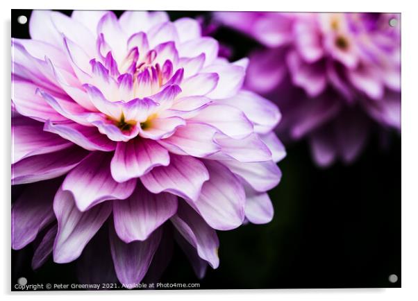 Lilac & Cream Coloured Show Dahlia Flowers Acrylic by Peter Greenway