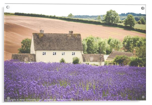 Cotswold Cottage Overlooking The Lavender Fields A Acrylic by Peter Greenway