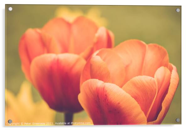 Giant Orange Tulips In Full Bloom In The Parterre  Acrylic by Peter Greenway