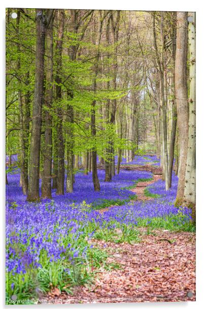 A Winding Path Through A Bluebell Carpet At Dockey Acrylic by Peter Greenway