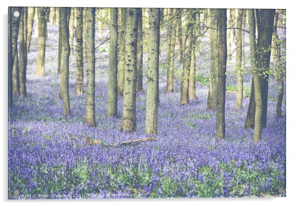 Carpet Of Bluebells At Dockey Wood On The Ashridge Acrylic by Peter Greenway