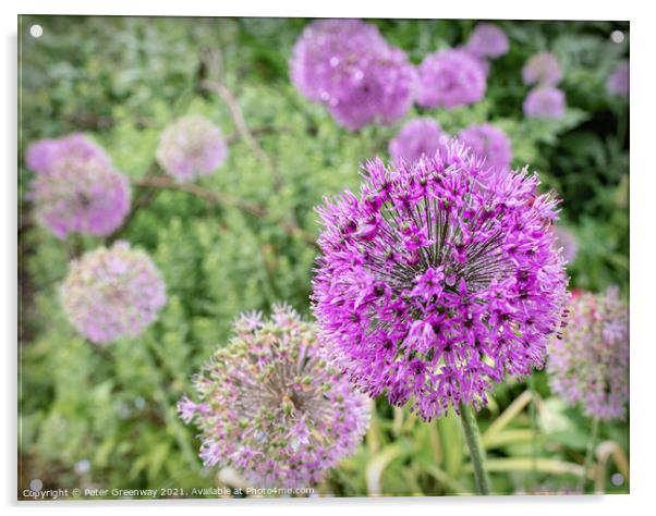 Alliums After A Rain Shower At Hidcote Gardens Acrylic by Peter Greenway