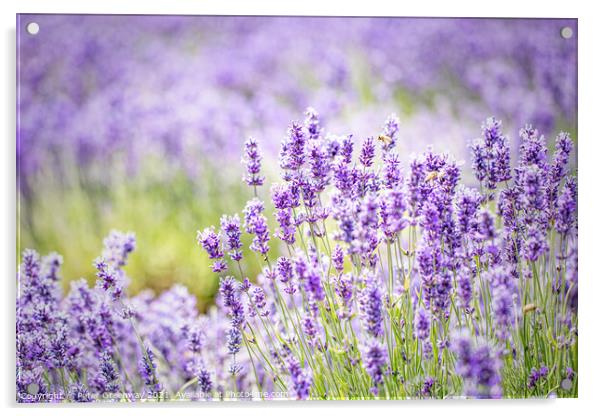 Cotswolds Lavender At Snowshill, Gloucestershire Acrylic by Peter Greenway