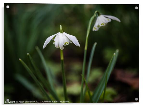 Roadside English Spring Snowdrops Acrylic by Peter Greenway