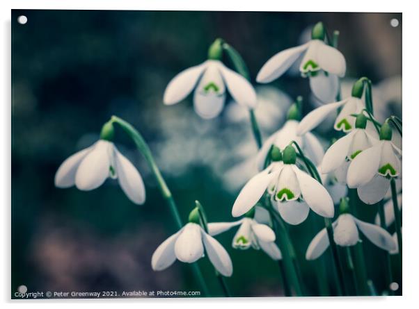 Early English Spring Snowdrops In Cottisford Churc Acrylic by Peter Greenway