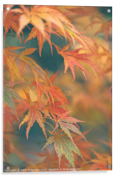Autumnal Acer Leaves On The Trees At Batsford Arbo Acrylic by Peter Greenway