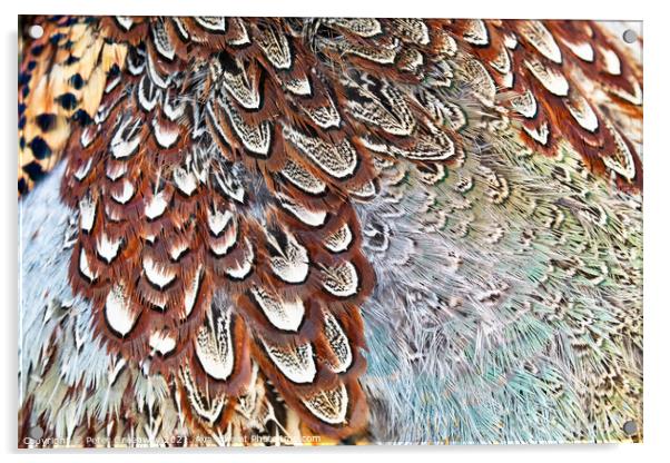 Colourful Pheasant Feathers Acrylic by Peter Greenway