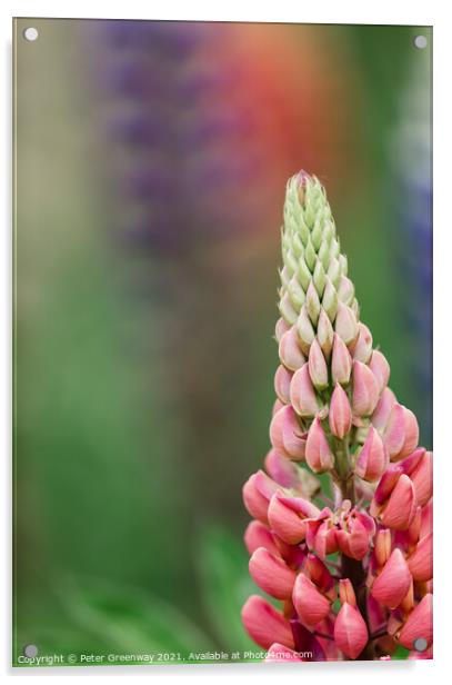 'Gallery Pink' Lupins In A Flower Border At Rousha Acrylic by Peter Greenway