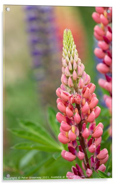 'Gallery Pink' Lupins In A Flower Border At Rousha Acrylic by Peter Greenway