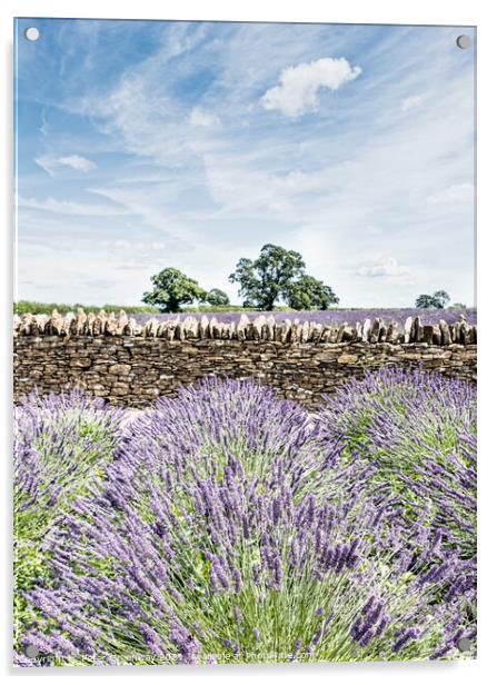 Somerset Lavender In Full Bloom Acrylic by Peter Greenway