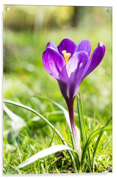 Purple Spring Crocus In Full Bloom Acrylic by Peter Greenway