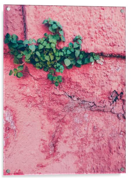Green plant growing up in a pink wall Acrylic by Sol Cantero