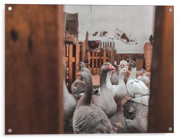 Many domestic geese inside a farm Acrylic by Sol Cantero