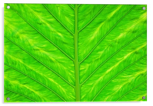 Leaf Acrylic by Gö Vān