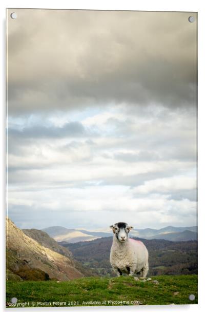Majestic sheep standing tall on The Old Man of Con Acrylic by Martin Yiannoullou