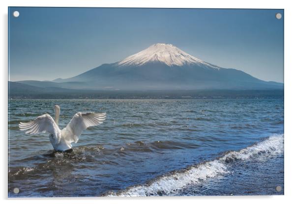 White Swan swimming in the Lake Kawaguchi with Mt. Fuji in the background, Japan Acrylic by Mirko Kuzmanovic