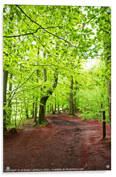 A forest track Acrylic by Graham Lathbury