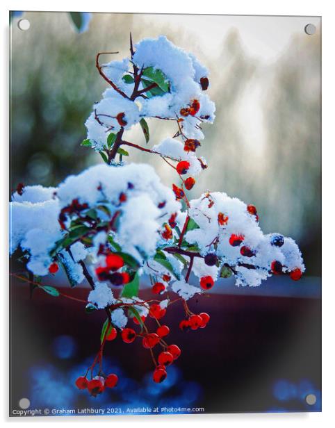 Winter berries in snow Acrylic by Graham Lathbury